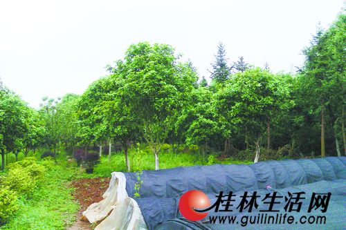 位于尧山的一家苗圃基地,不仅有还未卖出的桂花树,还有新搭棚培育的桂花苗