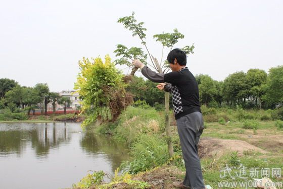 村民正无奈地将卖不出去的树苗扔在河边