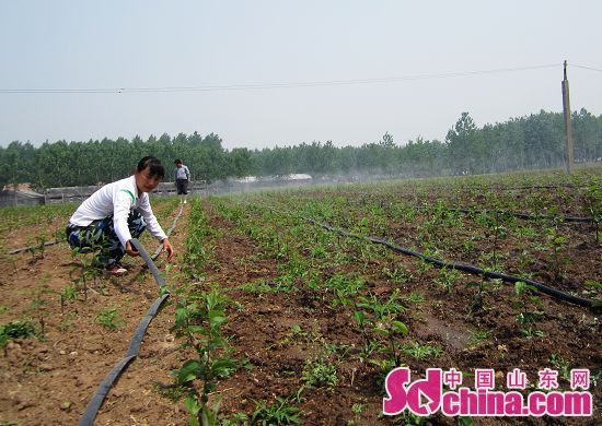 山东临沭：“海棠经济”开启农民致富新希望