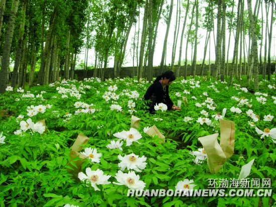 唐国权妻子正在为牡丹花授粉