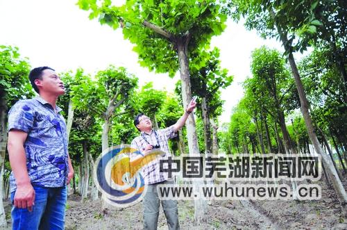 安徽芜湖清水：买天下苗木 卖天下苗木