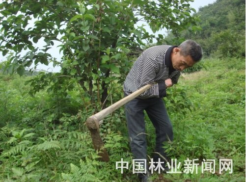 30年,李明学就这样用手臂夹着锄头染绿了山头