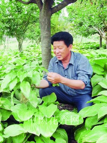 昌邑出了个“白花玉簪张”