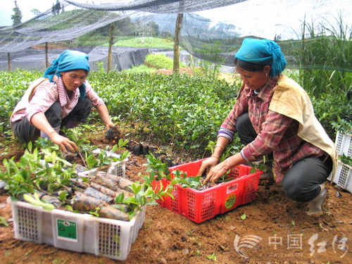 苗圃基地人员装准备出圃的油茶苗