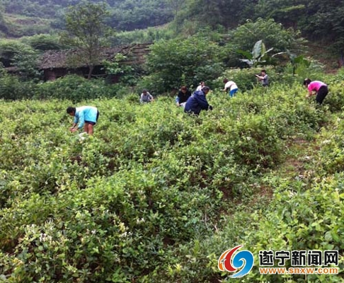 四川遂宁:种植金银花 致富石门村