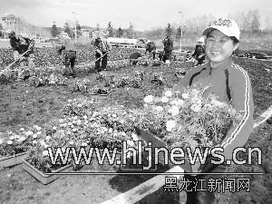 黑龙江：绥东村花卉基地鲜花朵朵开 致富步子迈