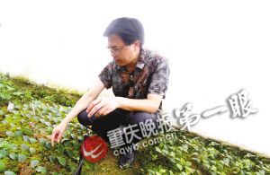 重庆:农民工用叶子培育出树苗 一年净赚150万