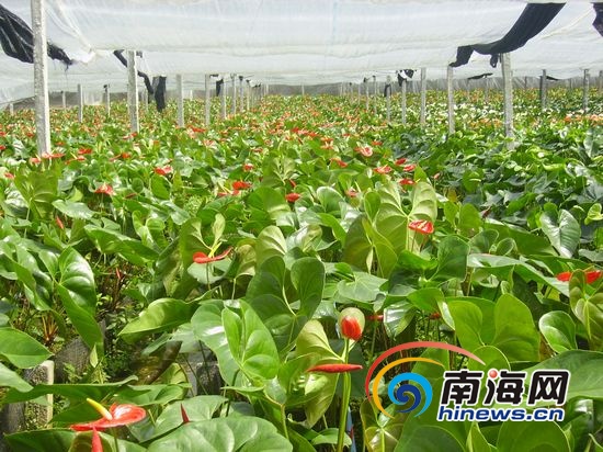 海南:五指山南圣镇发展生态经济 打造 “花卉重镇”