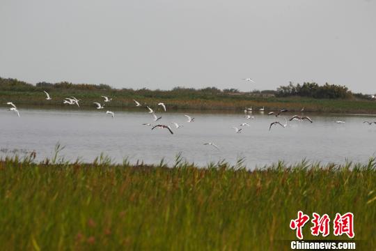 新疆博州境内的艾比湖中人工湿地里飞翔的各种鸟类