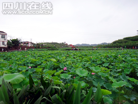 万亩荷塘引来游人如织,乡村旅游业因此给当地农民带来一条致富路