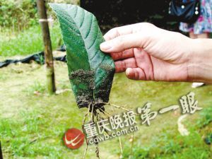 重庆:农民工用叶子培育出树苗 一年净赚150万