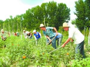 延庆县张山营镇马庄村农民进行林地管护