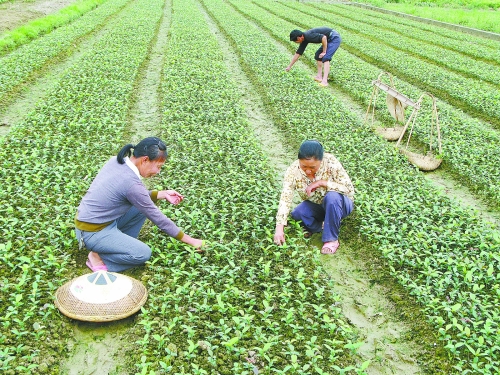 村民在精心管护小桂花树苗
