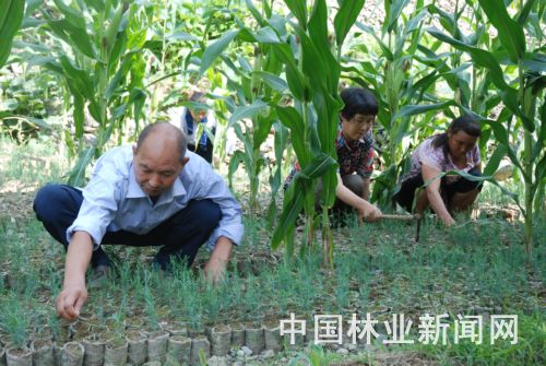 张文成正带领村民培育树苗