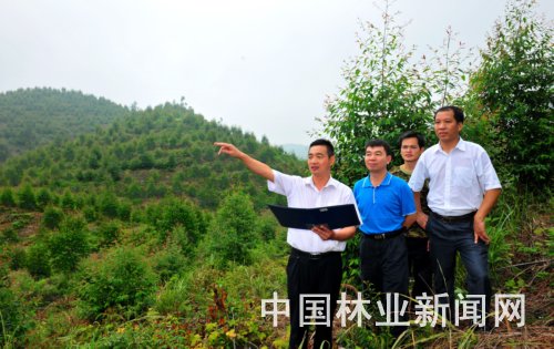 大桂山林场场长谢春俊（左一）、书记张团山（左二）在考察桉树幼林 