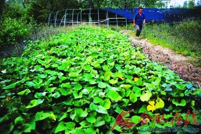 安徽：老汉因搬家近万棵花木无处去