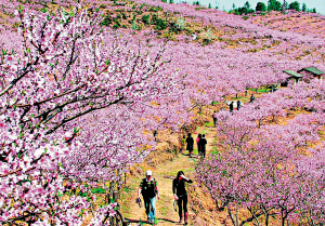大围山下妖艳的桃花