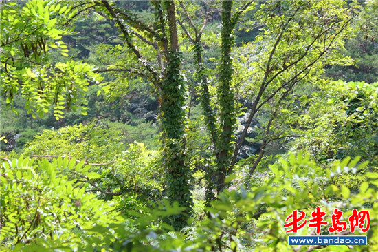 崂山景区的近两万亩树木被藤蔓缠身
