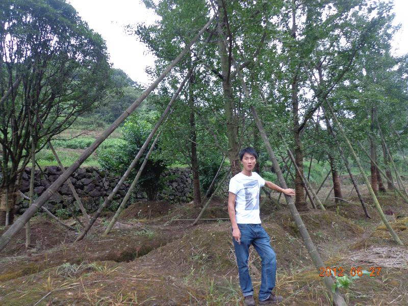 “园林之星”优秀花木经纪人评选推荐——吴明东