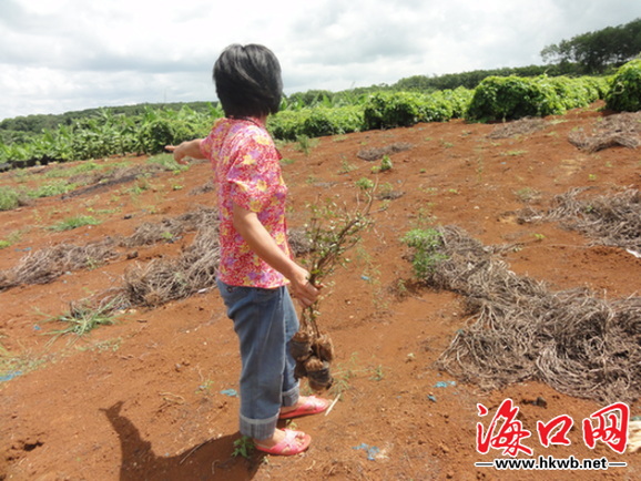 海口7000棵景观树一夜被拔光