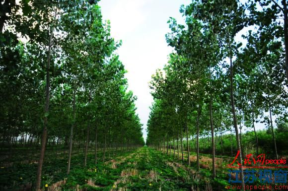 石山种树盐碱地造林 科技助建江苏绿色屏障