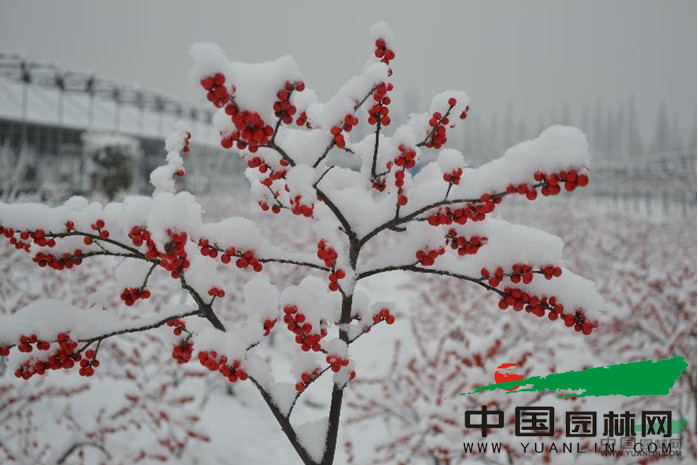 大雪中的北美冬青美丽红果更显娇艳