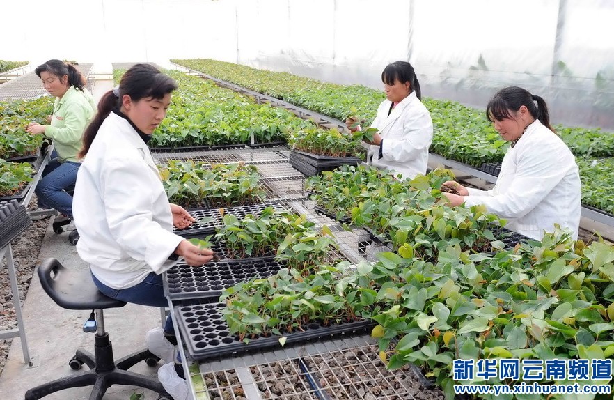 1月14日，几名工人在嵩明县花卉基地挑选红掌幼苗。