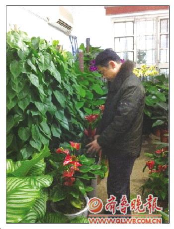 在黄河三路渤海五路附近的一家花卉店中,摆满了各种花卉,不少市民在选购。