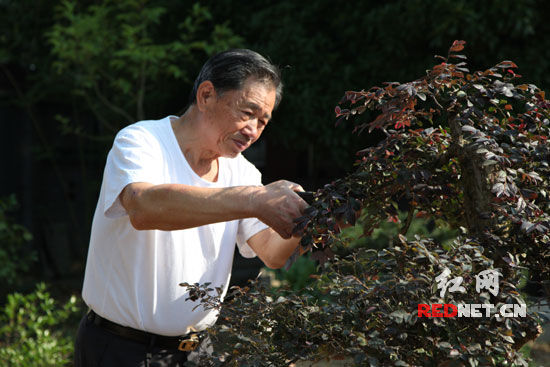 吴鹤鸣来屈原管理区种树“还债”,是因为他认为,自己在此工作期间没有把当地林业发展起来