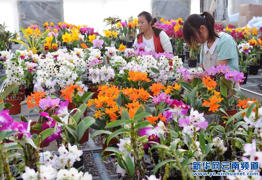1月14日,两名工人在嵩明县花卉基地整理卡特兰盆景.