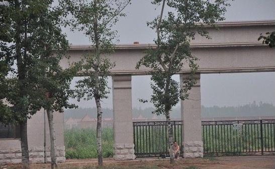 河北:邯郸大名县千亩防沙林地被毁遭曝光