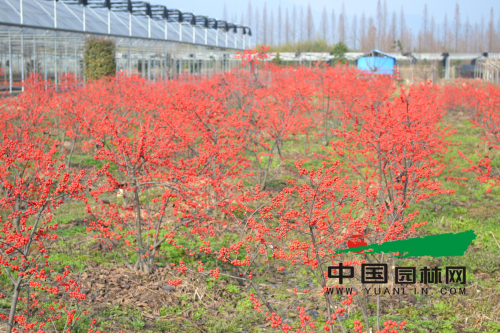 杭州润土园艺科技有限公司北美冬青苗圃基地