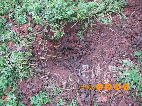 贼人将这批花、树连根“拔”走!