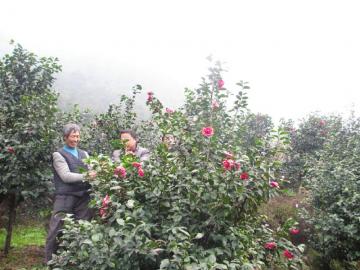 工人正在护理茶花