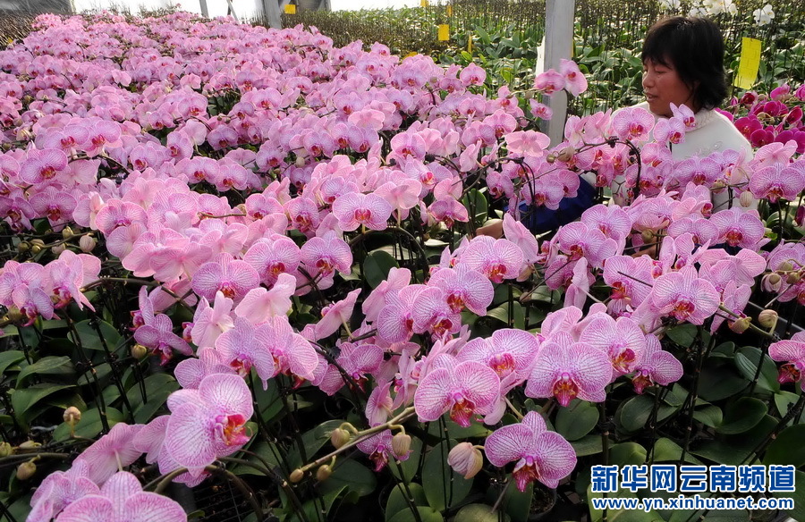 1月14日,一名工人在嵩明县花卉基地修剪蝴蝶兰.