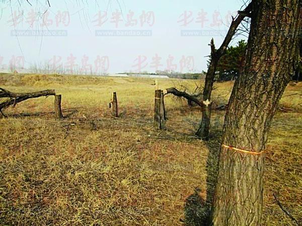 不少被锯倒的柳树树干留在了原地