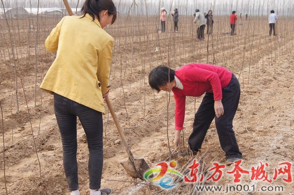 山东梁山：小路口镇绿化苗木产业经济生态双丰收