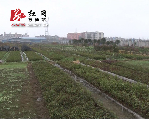 郴州苏仙区桥口镇白溪村村民在各自家地里栽种花卉苗木