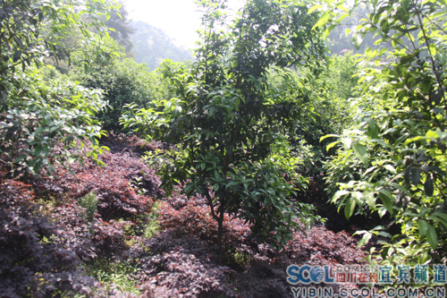 安全村一群众的花卉种植园 