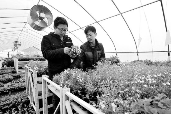 两创业伙伴在花圃里检查花卉生长状况