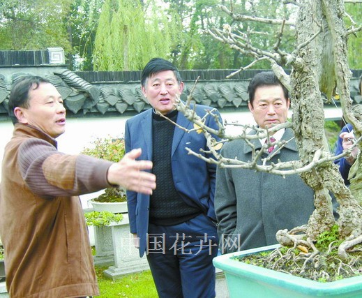 图为胡运骅（中）与中国盆景艺术大师赵庆泉（左）及国际盆景协会（BCI）原理事长苏义吉在品评盆景作品。