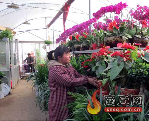 河南商丘:花草“七彩经济”期待绚丽绽放