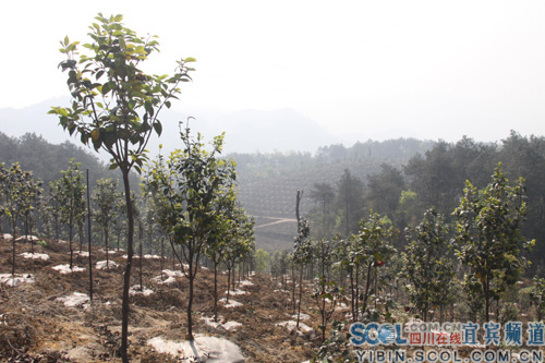 高县安全村：开荒种花卉，富民美了村