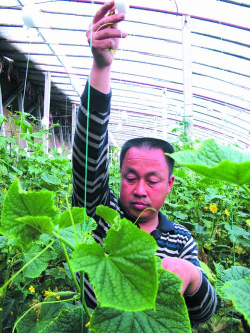 山西：曲沃县农民发明植物吊蔓装置