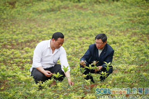 技术人员为李桉先讲解种植技术