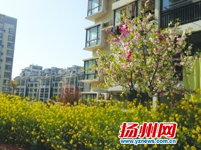 江苏:古稀老人8年造出“空中花园”种植200多平花木