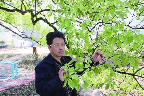 浙江金华：首次发现红蜡蚧危害香樟树