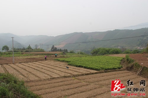 湖南：双牌县乡镇干部当“红娘” 苗木销路被打开