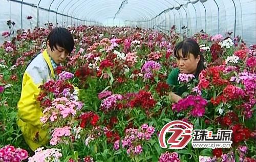 云南调整农业产业结构:罗平建成县首个花卉基地