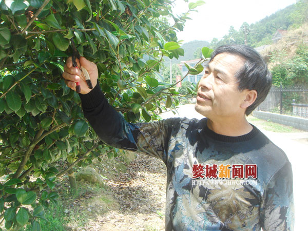于明有:身残志坚种植苗木 描绘美丽人生